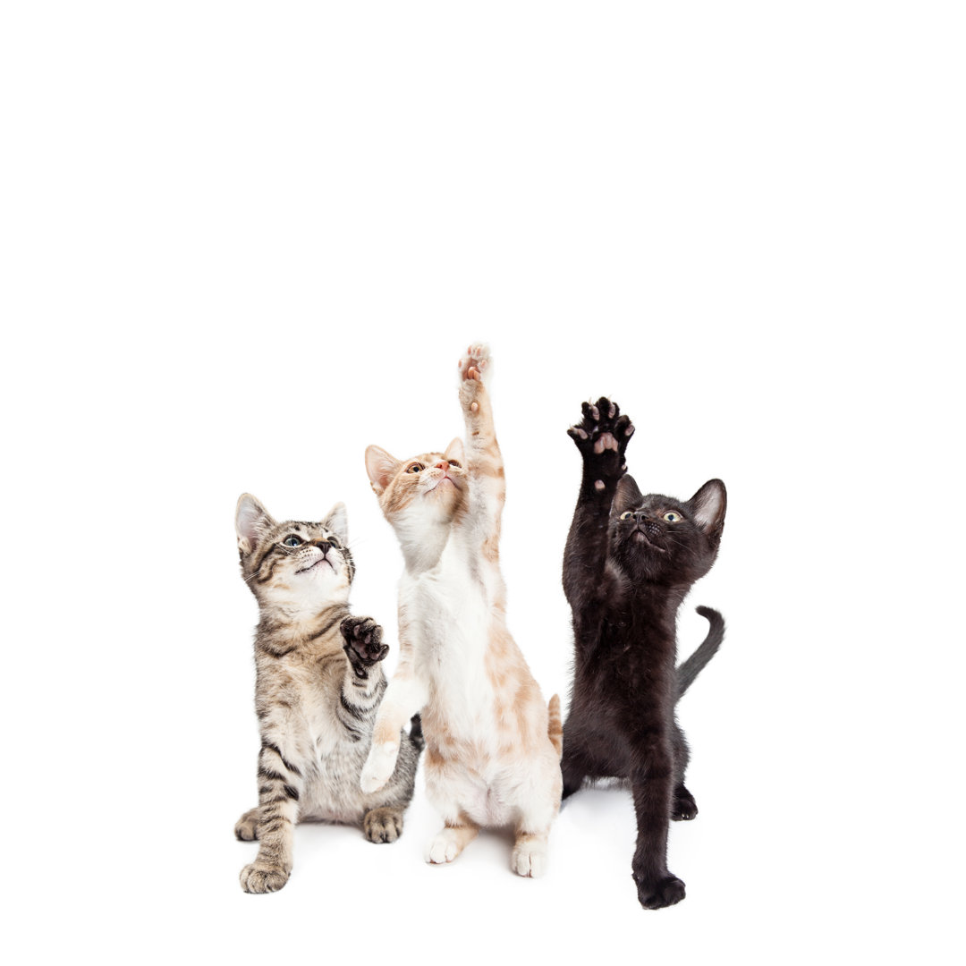 Leinwandbild Three Playful Kittens Vertical Banner