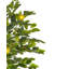 Faux Lemon Tree in Planter-24273043