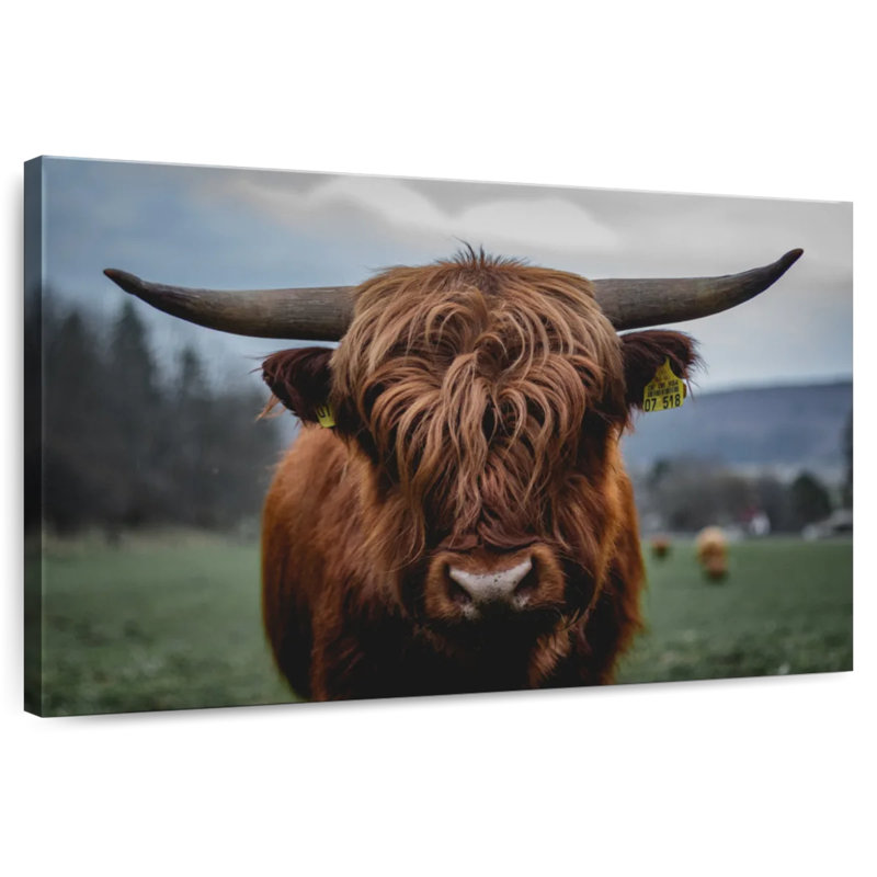 Brampt German Highland Cow, 32" H x 48" W