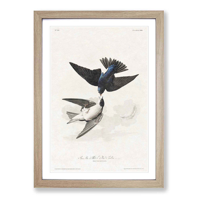 White-Bellied Swallow by John Audubon - Picture Frame Art Prints, Oak Framed, 48cm H x 36cm W x 2cm D
