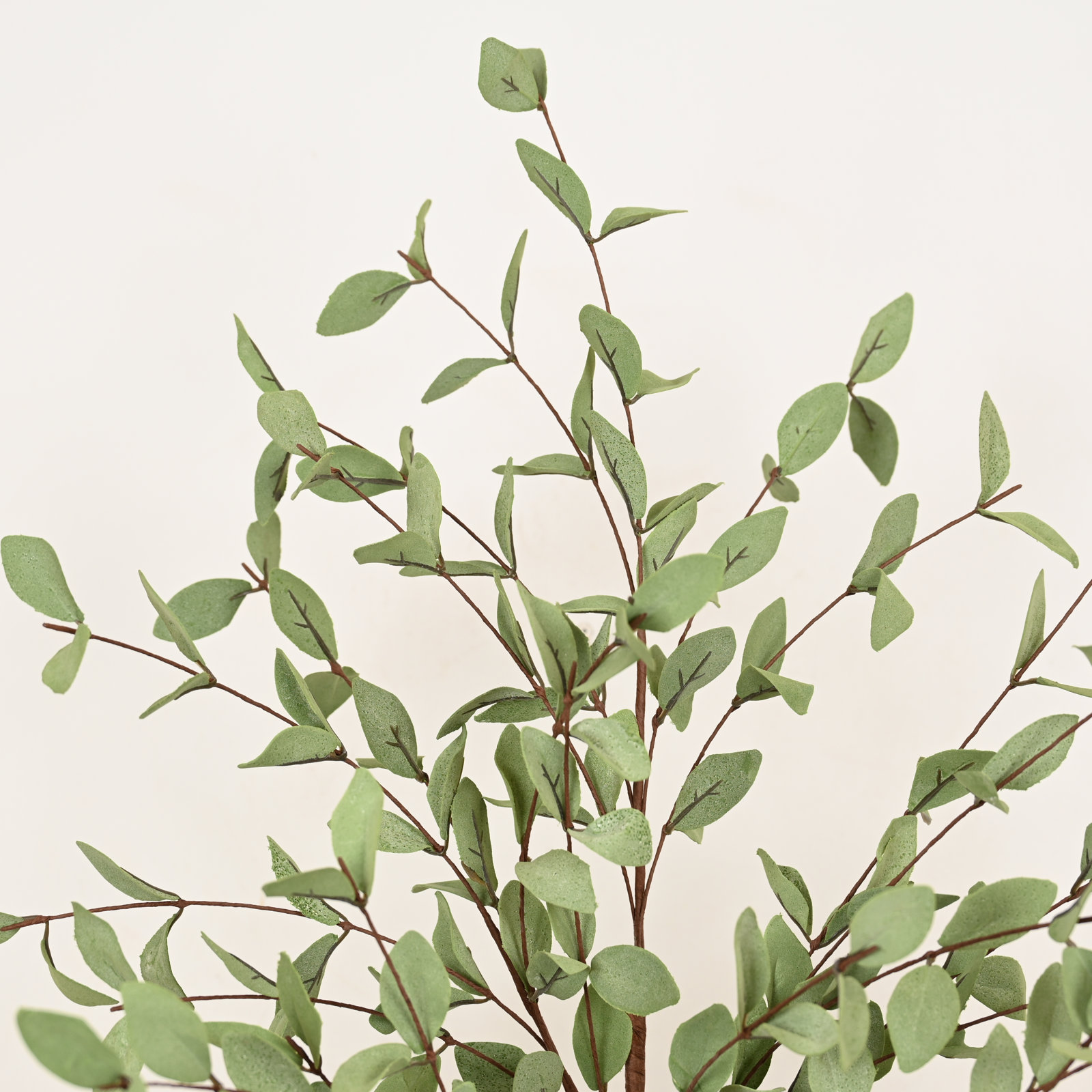 Eucalyptus Floral Stems