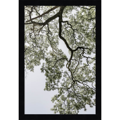Pleasantville "Coastal Forest" Print