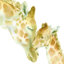 «Girafe Love on White» par Katrina Pete - reproduction