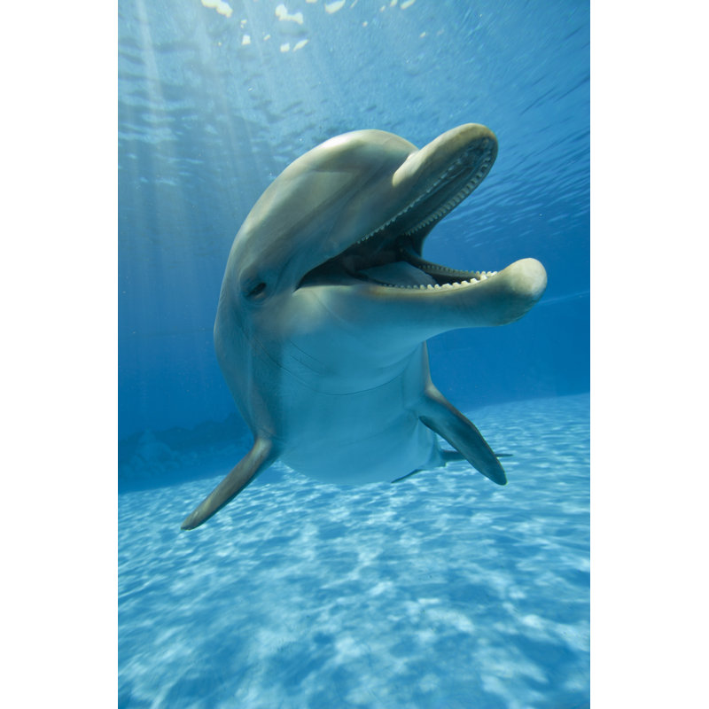 Portrait Of A Happy Dolphin In An Aquarium, 76cm H x 51cm W