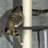609.6cm H Cat Tree