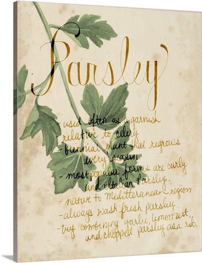 'Herb Study V' Grace Popp Painting Print August Grove® 