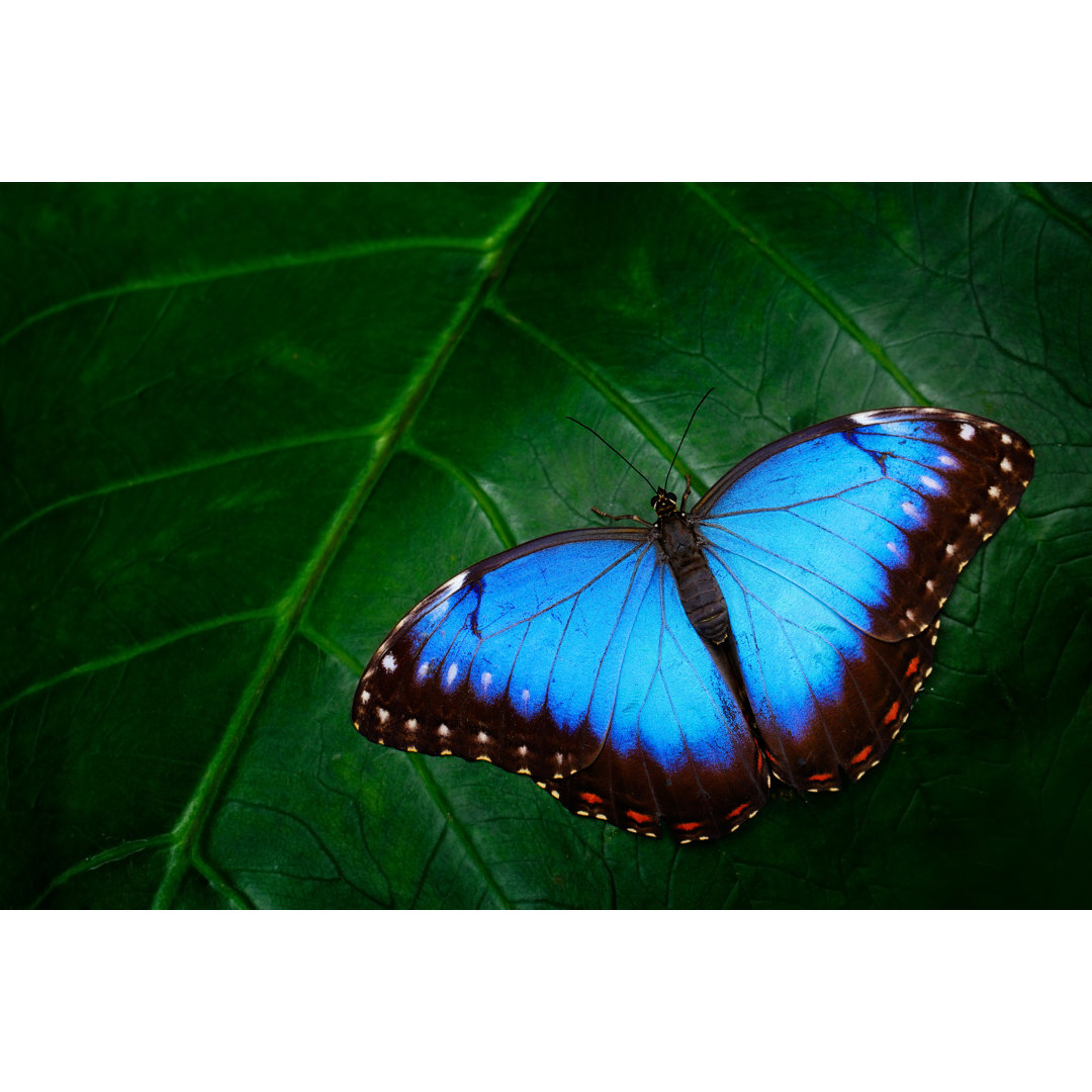 Blauer Morpho - Fotografie ohne Rahmen auf Leinwand