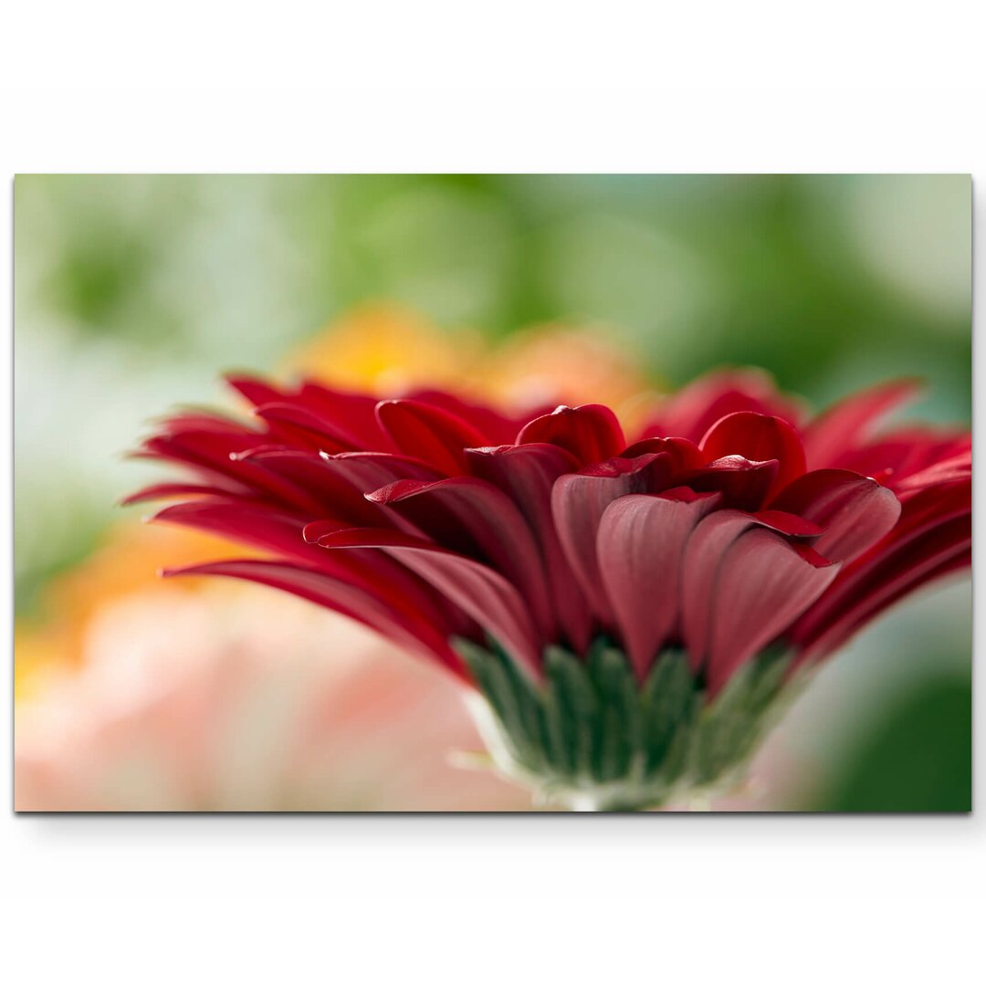 Leinwandbild Rote Gerbera – Nahaufnahme