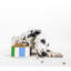 Dog Bowl, Adventure Stripe-118725864-118725870-118725871