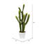 Cactus succulent en pot