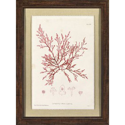 Bradburys Red Coral I - Picture Frame Graphic Art on Paper