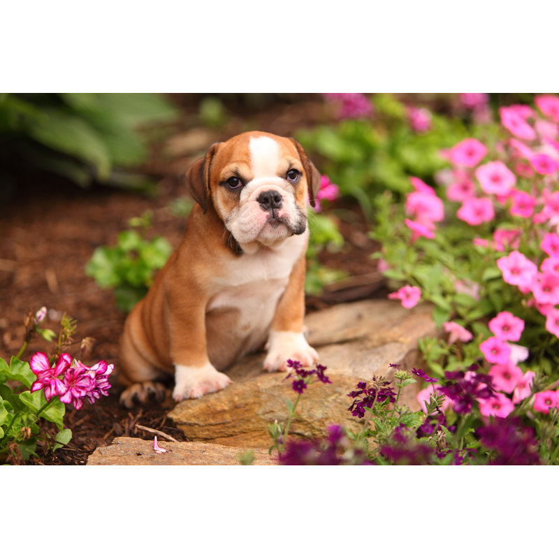 English bulldog puppy 1 Piece Wrapped Canvas Wall Art, 61cm H x 91cm W