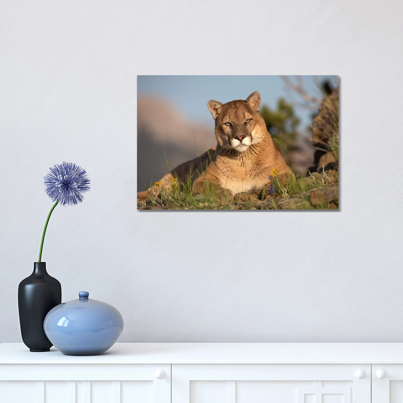 Mountain Lion Portrait, North America II by Tim Fitzharris - Wrapped Canvas Print, 30.48 cm H x 45.72 cm W
