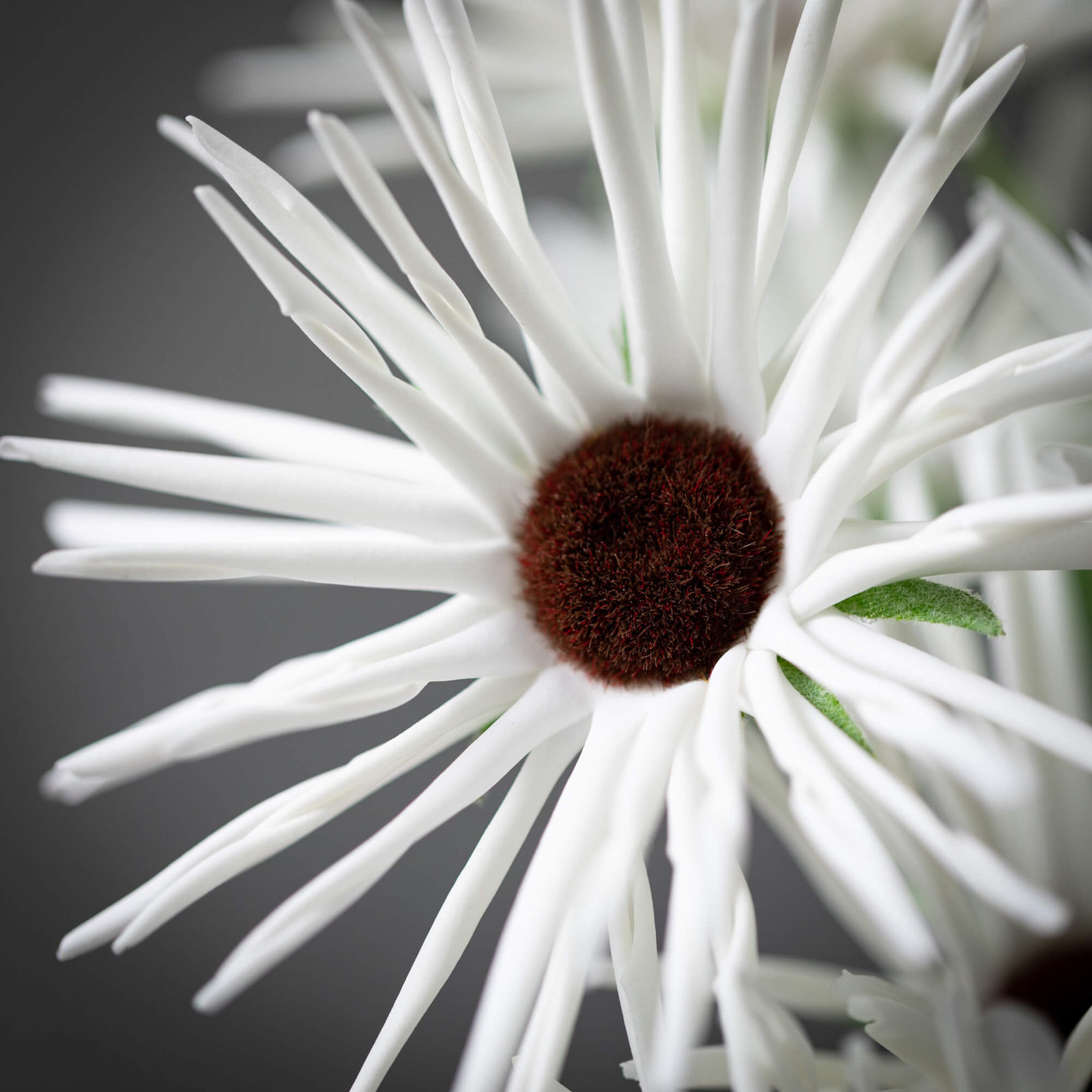 Daisy Floral Stems, White