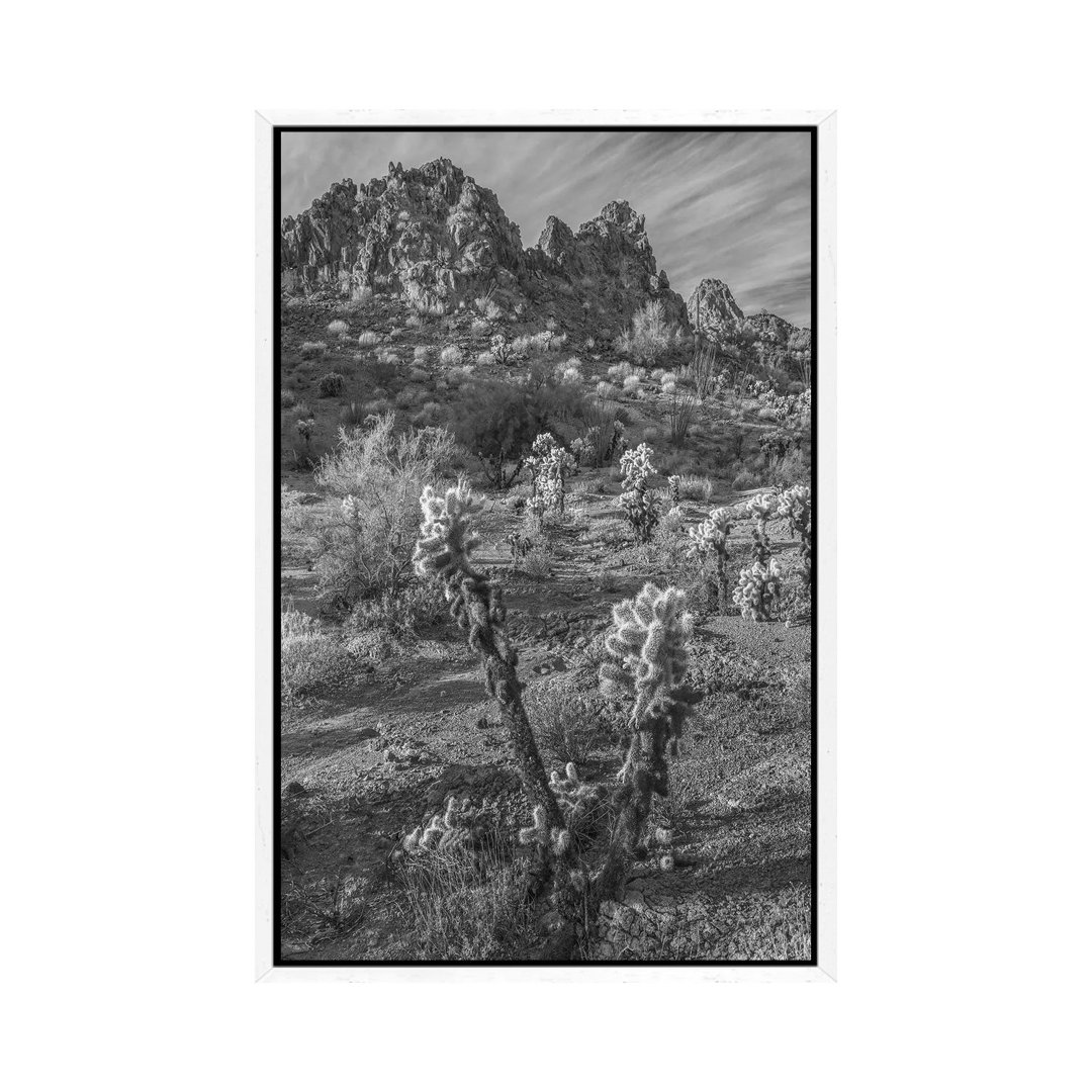 Teddy Bear Cholla Cacti And The Crater Range, Arizona von Tim Fitzharris - Galerie- Giclée auf Leinwand