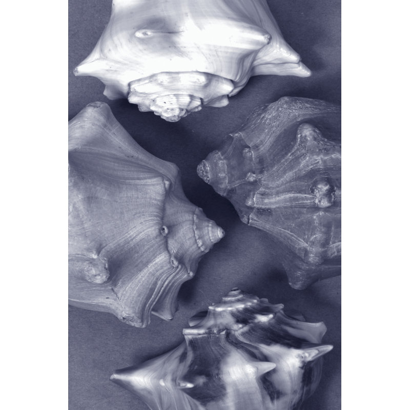 Shell Convergence II - Wrapped Canvas Print, 30cm H x 46cm W x 3.8cm D