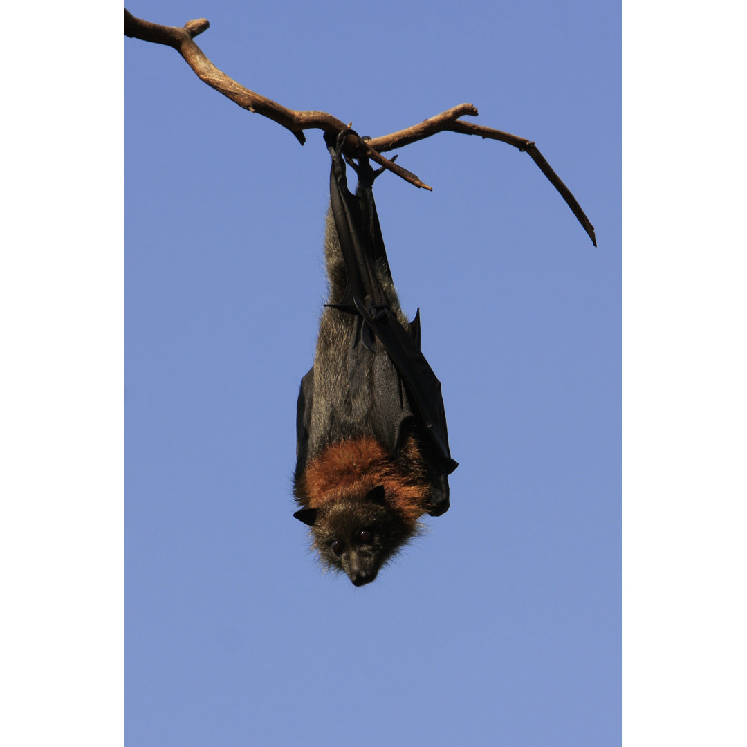 Grey Headed Flying Fox von CraigRJD - Kunstdrucke auf Leinwand ohne Rahmen