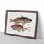 Croaker Fish & Squirrelfish by Mark Catesby - Picture Frame Painting Print-55682853-55682857