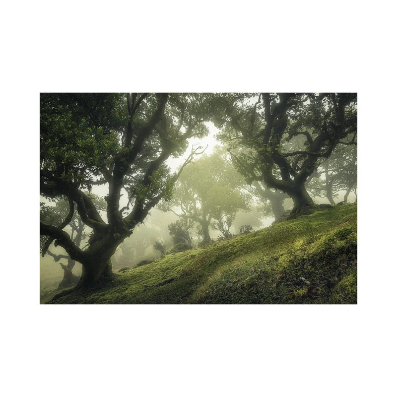 Enchanted Forest by Frans Van Der - Wrapped Canvas Print, 101.6 cm H x 66.04 cm W