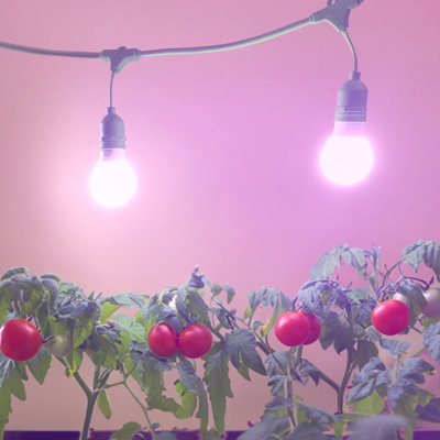 Miracle LED TOMATO Grow Light Kit