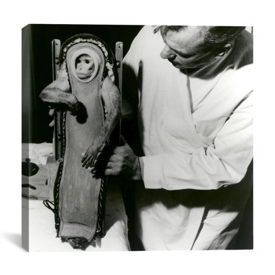« sam the space singe », reproduction de photo sur toile