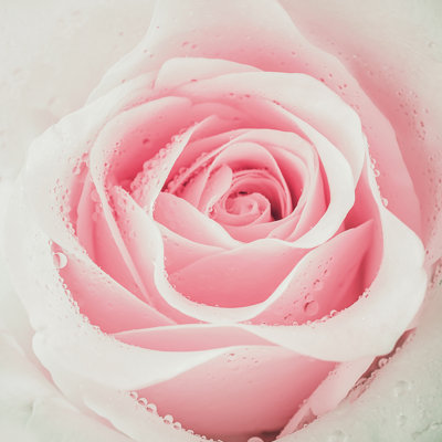 Close Up Of Roses by AmazingDream - Wrapped Canvas Print