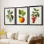Feuillage antique et fruit VI - reproduction sur mesure encadrée de qualité supérieure - 3 pièces-1220656550-1220656548