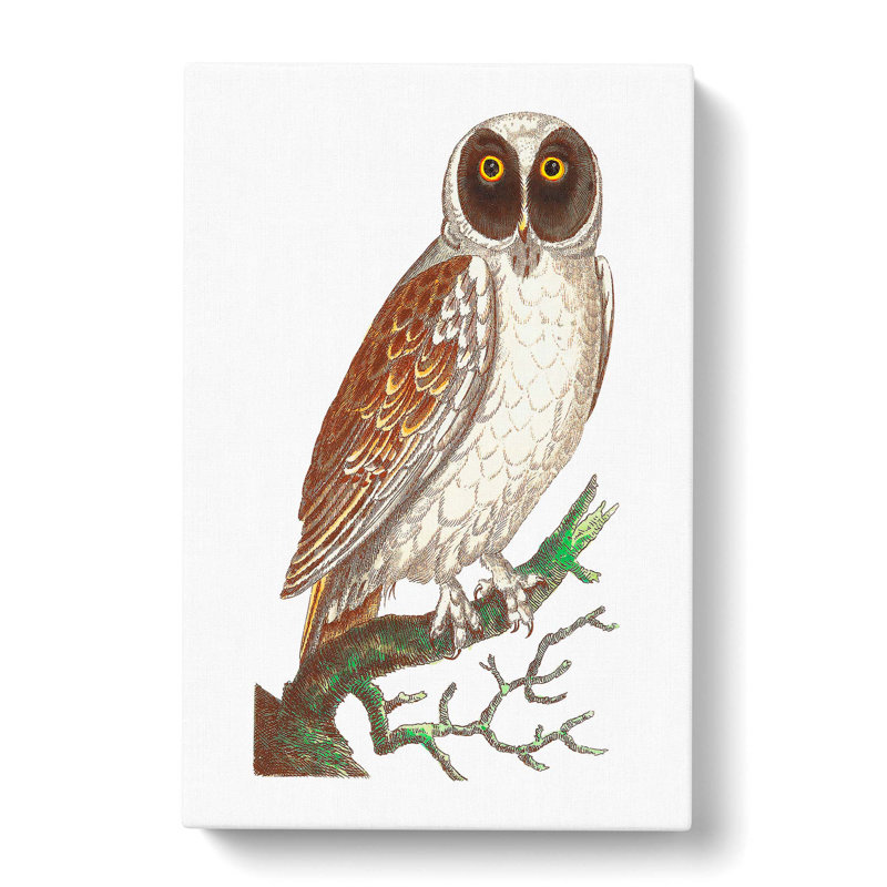 Masked Owl by George Shaw - Wrapped Canvas Painting, 60cm H x 40cm W x 3cm D