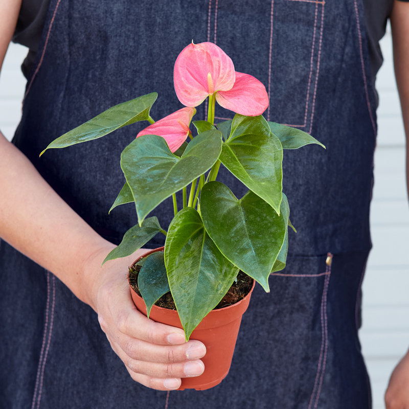 House Plant Shop Live Foliage Plant