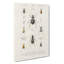 Beetle Illustrations PL. 1 by Charles D' Orbigny - Wrapped Canvas Painting-55363418