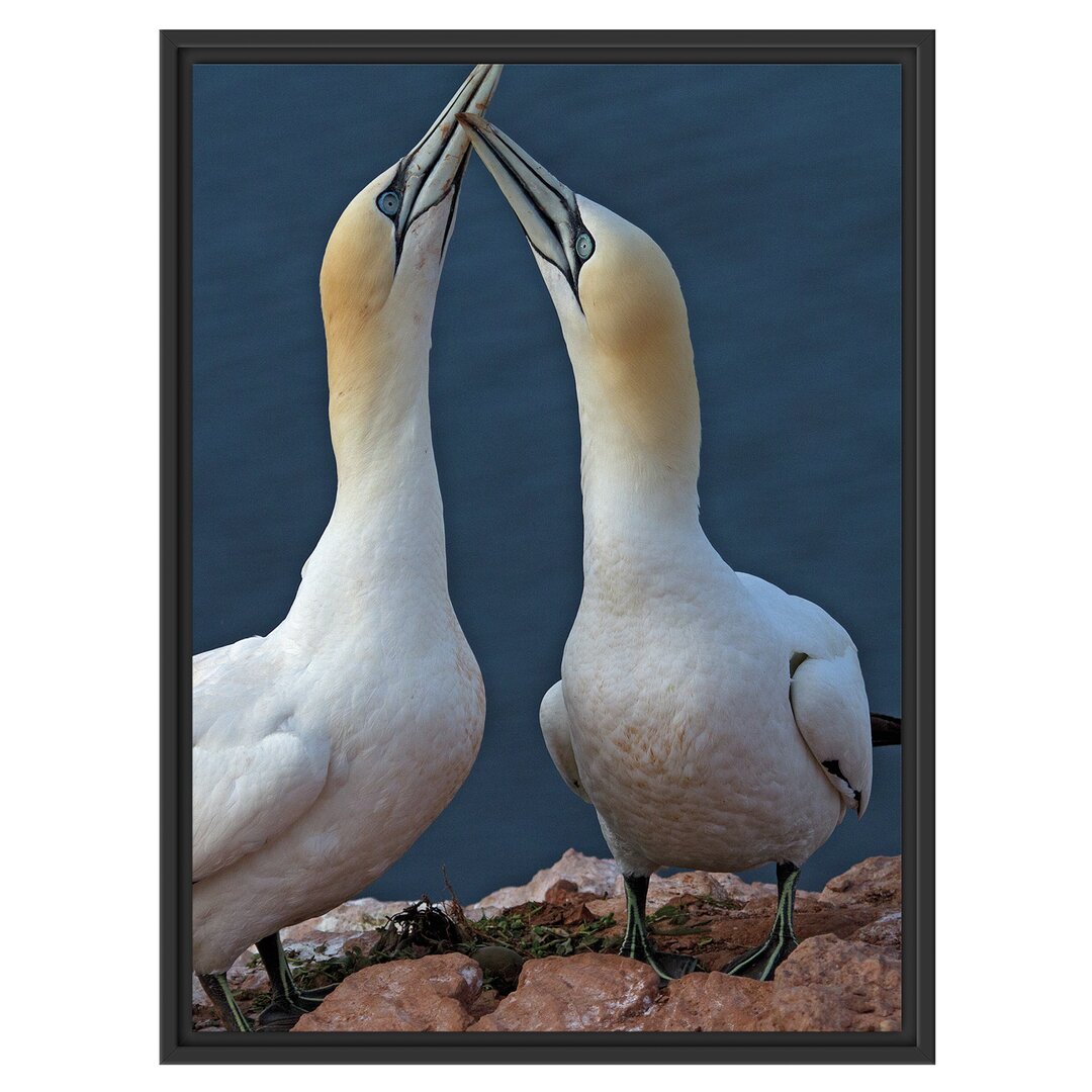 Gerahmtes Wandbild außergewöhnliche Vögel am Meer