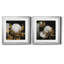 Cotton Balls I - Cadre photo-1492861062-1492861061-1492861060