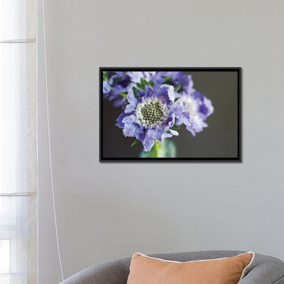 " Purple Scabiosa " by Lupen Grainne