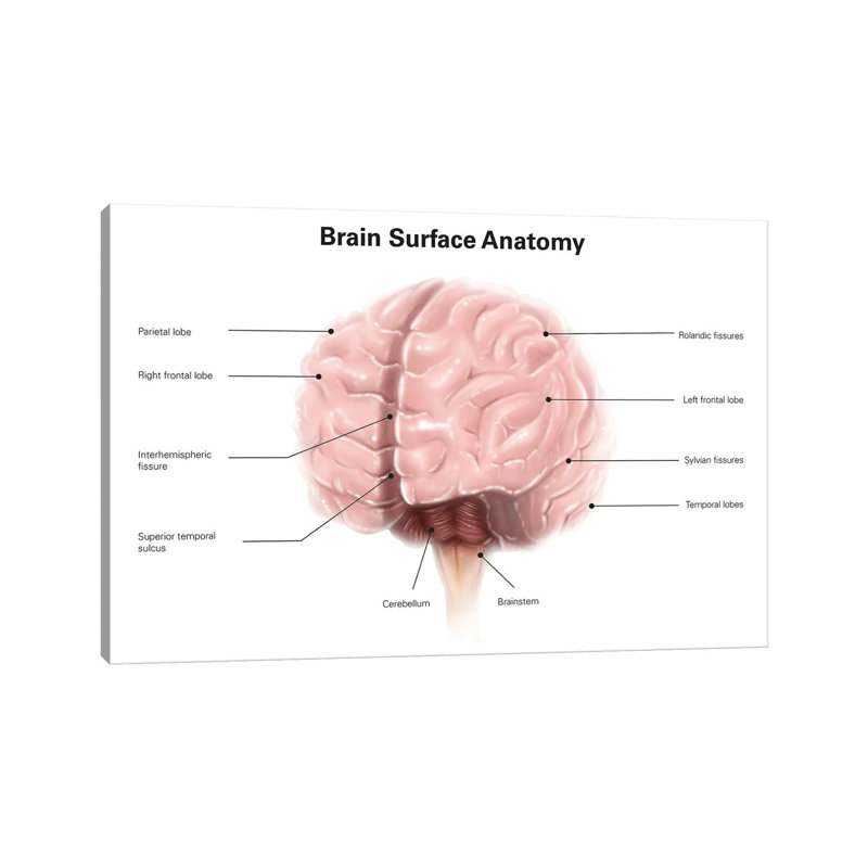" Brain Surface Anatomy, With Labels " by Alan Gesek, 8" H x 12" W x 0.75" D