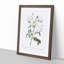 White Roses by Pierre-Joseph Redoute - Picture Frame Art Prints-55612733-55612734