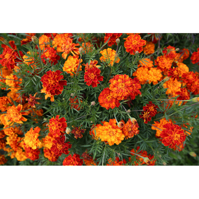 Ledgerwood Top View On Marigolds - Wrapped Canvas Print, 30cm H x 46cm W x 3.8cm D