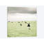 « curieux vaches », reproduction de photo sur toile-29172453-72783470-72783460