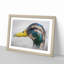 Mallard Duck Moulting in Abstract - Picture Frame Graphic Art Print-55760528-55760534