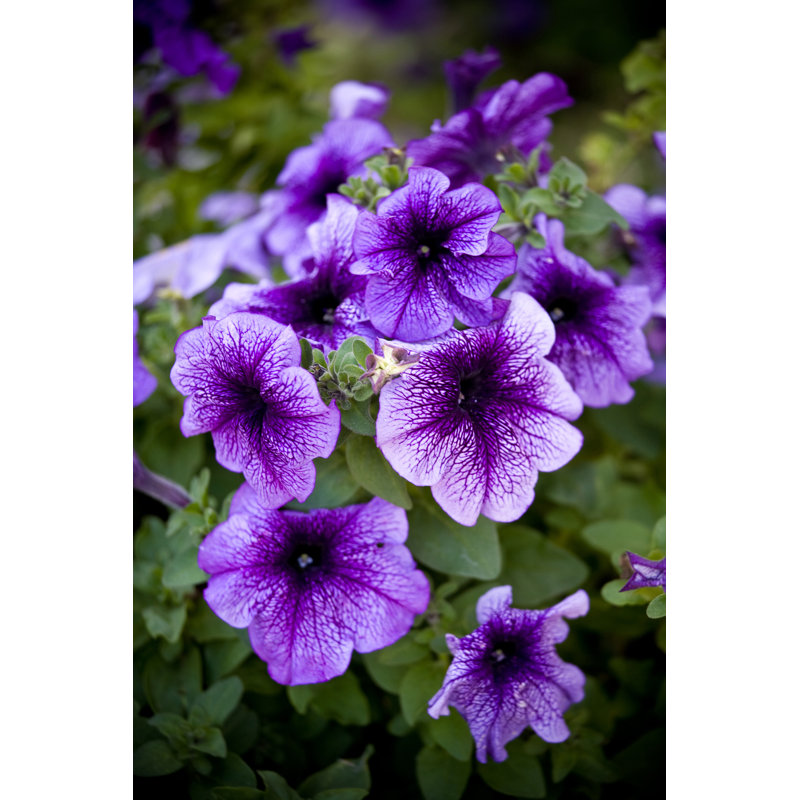 Petunias - Wrapped Canvas Print, 46cm H x 30cm W x 3.8cm D