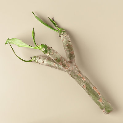 House Plant Shop Live Flowering Plant