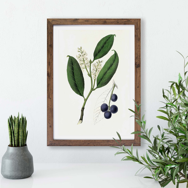 Cherry Laurel Flowers - Framed Print, Walnut, 33cm H x 45cm W x 2cm D