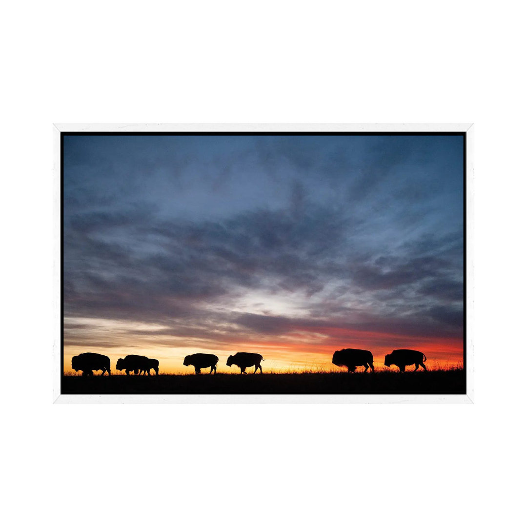 A Silhouette Of A Herd Of Bison And Sunset Near Valentine, Nebraska von Joel Sartore - Gallery-Wrapped Canvas Giclée on ...