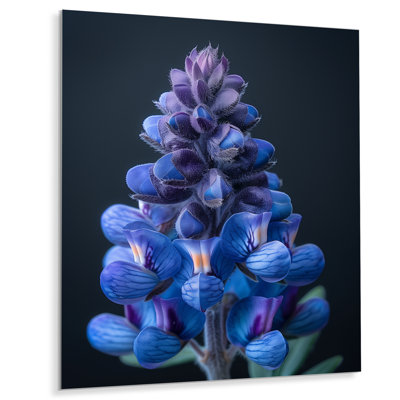 Blue Purple Blue Bonnets Dreams Blue Bonnets Wall Art Blue Purple Blue Bonnets Dreams Blue Bonnets Wall Art