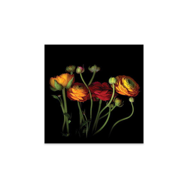 Ranunculus IV Print On Acrylic Glass