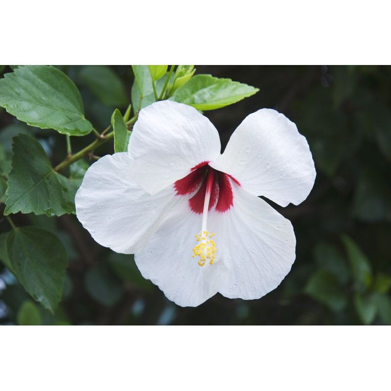 Tropical Flower by Mdgmorris - Wrapped Canvas Print, 61cm H x 91cm W