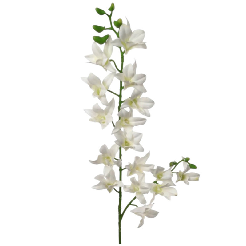 Arrangement Dendrobium