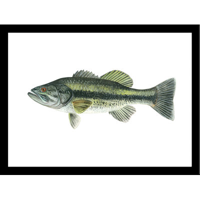 " Large Mouth Bass " Acrylic Print