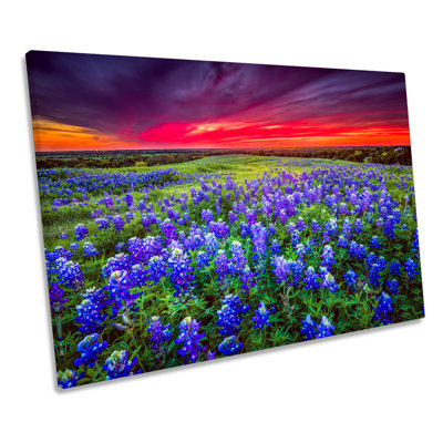 Sunset Landscape Bluebonnet Flowers - Wrapped Canvas Art Prints