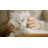 Pet Marvel H4 Pet Dryer Box