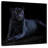 Brampt Black Jaguar-109388386